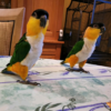 Black-Headed Caique